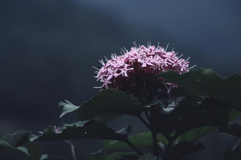 Subdued Memories